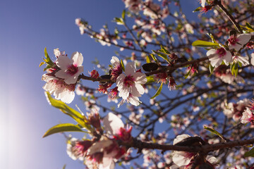 Almond blossom close-up against blue sky in Santiago del Teide, Tenerife, Canary Islands