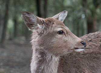 Obraz premium Deer in the woods