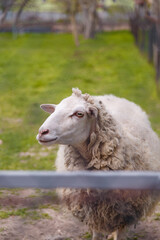 Fototapeta premium Beautiful sheep close up at the fence on green grass background in national park or animal reserve