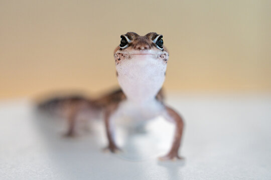 Cute Leopard Geckos (Eublepharis Macularius) on blur background