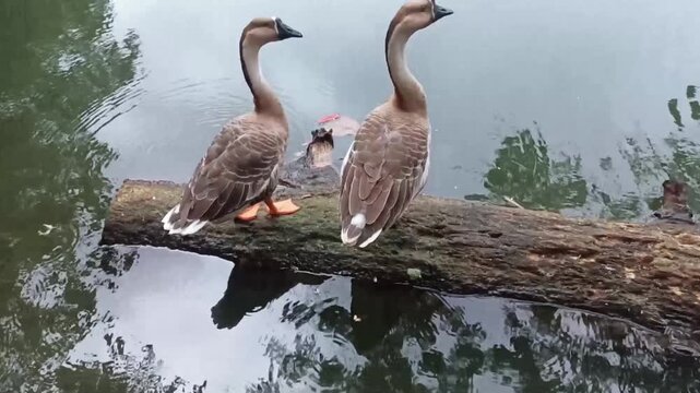 Pair of ducks standing and resting on a floating log in the middle of a calm lake. Peaceful wildlife nature scene showing waterfowl behavior in a natural outdoor environment.