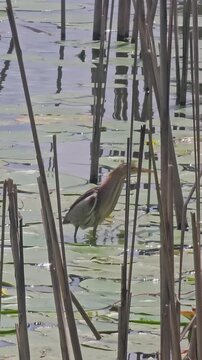 Ixobrychus minutus Little bittern hunting in pond. It catches a frog. Eurasian coot tries to take the prey away. The bittern hides itself in bush cane