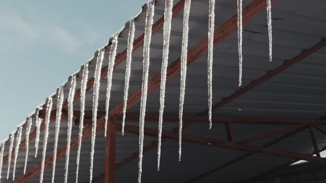A row of long sharp icicles hangs from a metal roof edge, dripping water droplets as they melt under the bright sun. Concept of spring thaw, winter weather hazards, and seasonal transition.