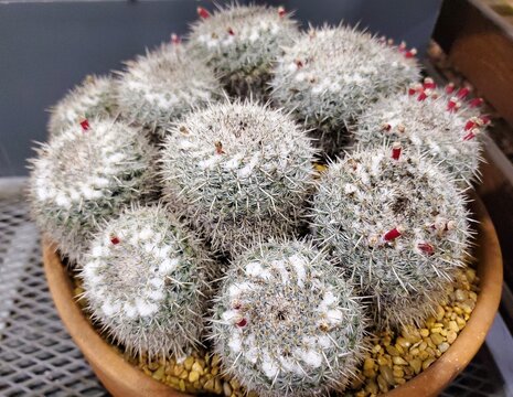 Clustered round cacti of Mammillaria Parkinsonii with dense white spines and emerging red flower buds in a terracotta pot.