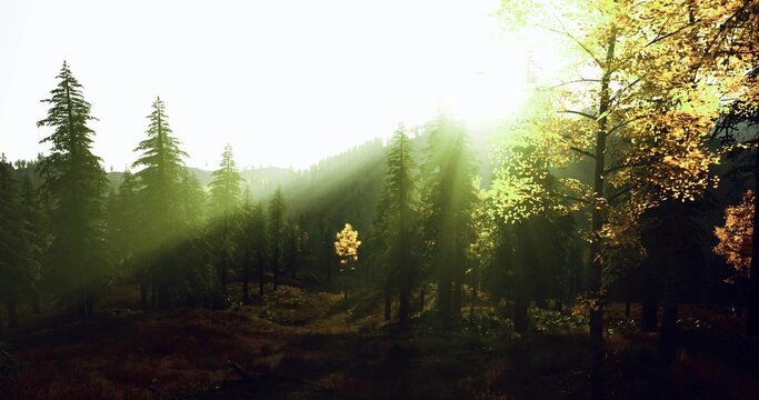 Beacon tree glows in misty woodland, luminous halo and sacred stillness suggest spiritual pilgrimage or meditative retreat, versatile for mindfulness and faith