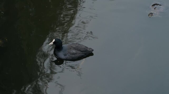 A Eurasian coot, also known as common coot, swims alone in dark, rippling water. This close-up shot shows the bird gliding smoothly through its habitat.