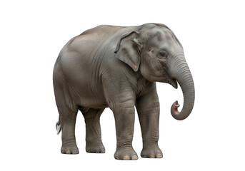 Obraz premium A gray elephant stands against a black background, showcasing its wrinkled skin and curved tusk.