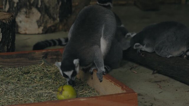 A ring-tailed lemur bends over a wooden box filled with hay to inspect a green apple. Two other lemurs rest on a log in the background inside a zoo enclosure.