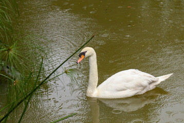 Obraz premium Mute swan swimming on rainy pond with raindrop ripples on water surface