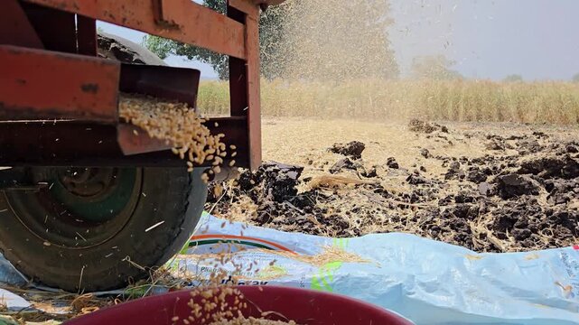 Harvested grain flows from a metal chute into a red basin. A large tire and blue tarp sit on the field. Dust hangs in the air as the machine processing. No brand/property.