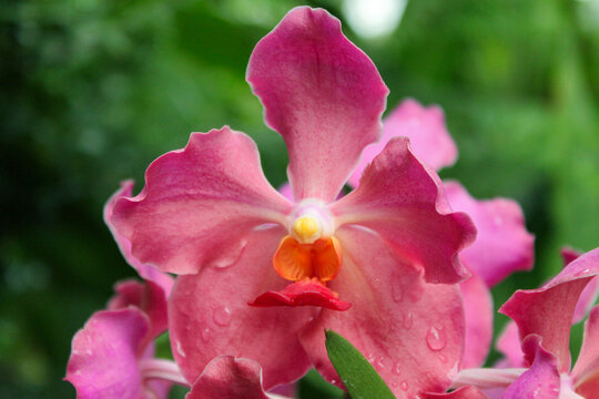 Pink papilionanda orchid flower macro with water droplets