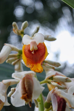 White ginger lily Hedychium coronarium tropical flower macro