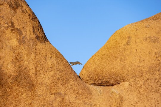 Funny, Rock hyrax (Procavia capensis) jumps on a big boulder, Pontok-Berge, Spitzkoppe, Gro&szlig;e Spitzkuppe Nature Reserve, Namibia