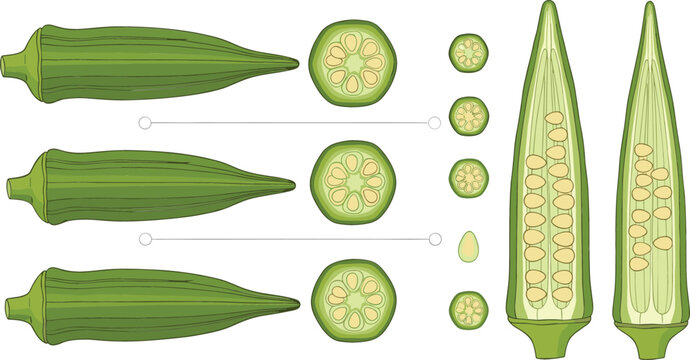 Fresh Okra Vegetable Set with Whole Pods, Cross Sections and Longitudinal Cut Showing Seeds Botanical Food Illustration Isolated for Agriculture Cooking Nutrition Design