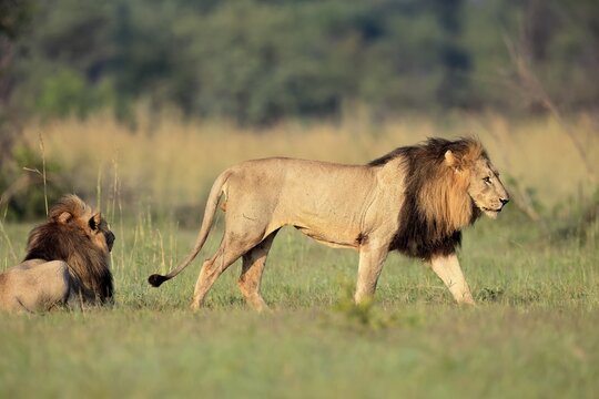 Lion (Panthera leo), adult, male, running, two brothers, alert, Pilanesberg National Park, North West Province, South Africa