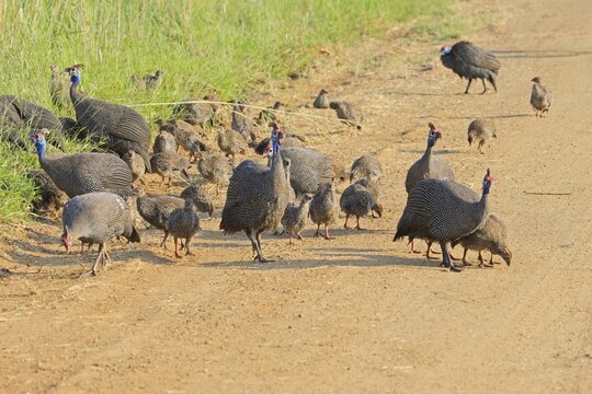 Helmeted guinea fowl (Numida meleagris), group, adult, juveniles, chicks, alert, foraging, on track, Pilanesberg National Park, North West Province, South Africa