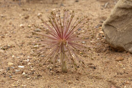 Brunsvigia Josephinae, Josephine's Lily, Candelabra Lily, Faded, Onion Plant, Karoo Desert Botanical Garden, Worcester, Western Cape, South Africa, Germany