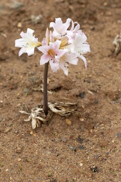Belladonna lily (Amaryllis belladonna), true amaryllis, flowering, flower, Karoo Desert Botanic Garden, Worcester, Western Cape, South Africa, Africa, Germany