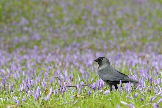 Jackdaw (Corvus monedula) among crocuses (Crocus napolitanus) in Husum Castle Park, Schleswig-Holstein, Germany