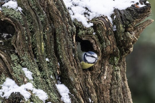 Blue tit (Parus caerulea), Emsland, Lower Saxony, Germany