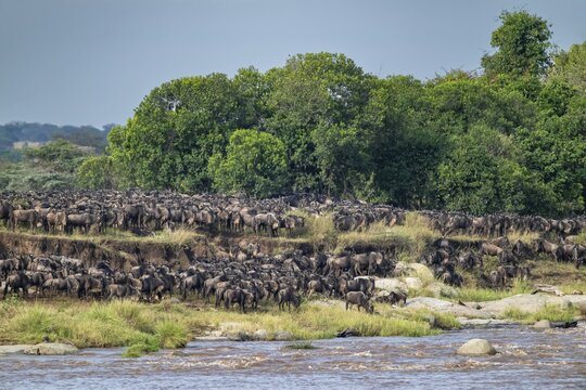 Wildebeest (Connochaetes taurinus), migrating herd of wildebeest, Great Migration at the Mara River, Serengeti National Park, Tanzania