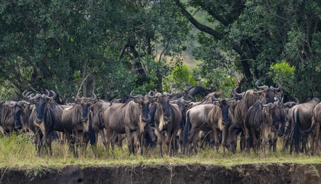 Wildebeest (Connochaetes taurinus) on the river bank, migrating herd of wildebeest, Great Migration on the Mara River, Serengeti National Park, Tanzania