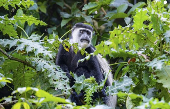 West African guereza or mantelaffe (Colobus guereza occidentalis) in dense vegetation, Bigodi, Western Region, Uganda