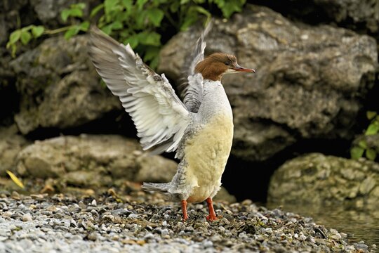 Goosander (Mergus merganser), female shaking her wings, Lake Zug, Cham, Canton Zug, Switzerland