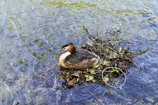 Great Crested Grebe (Podiceps scalloped ribbonfish), sitting on nest, Lake Zug, Cham, Canton Zug, Switzerland