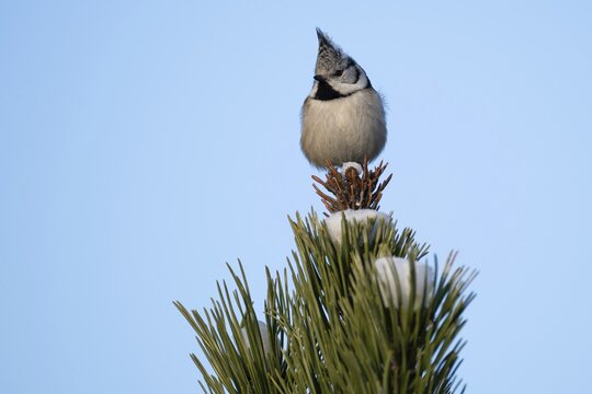 Crested Tit (Parus Scalloped ribbonfish) sitting on branch in pine tree (Pinus) in winter, Korpo or Korppoo, southern Finnish archipelago, Finland