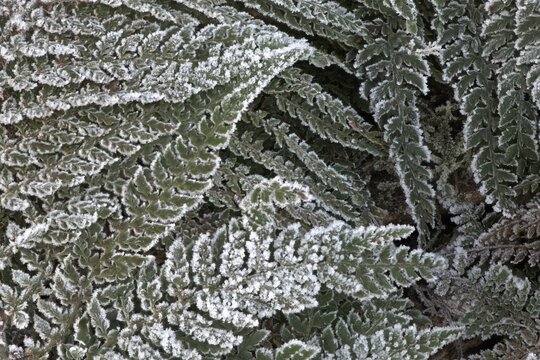 Fern fronds (Polystichum) in hoarfrost, Emsland, Lower Saxony, Germany