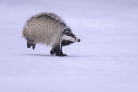 European badger (Meles meles), running in a snowy landscape, Swabian Alb biosphere reserve, Baden-W&uuml;rttemberg, Germany