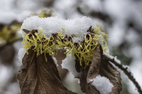 Witch hazel (Hamamelis mollis Pallida) in the snow, Emsland, Lower Saxony, Germany