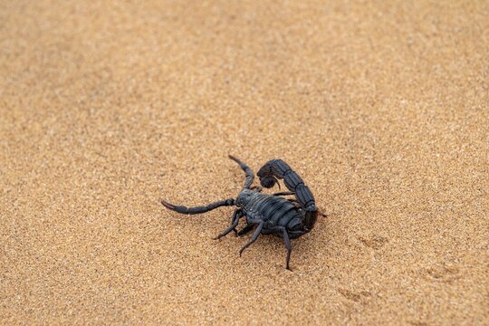Black scorpion (Parabuthus villosus) running across sand, Namib Desert near Swakopmund, Namibia