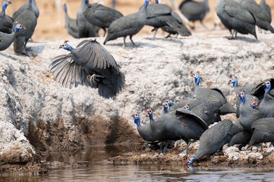 Helmet guinea fowl (Numida meleagris), swarm at the waterhole, Nxai Pan National Park, Botswana