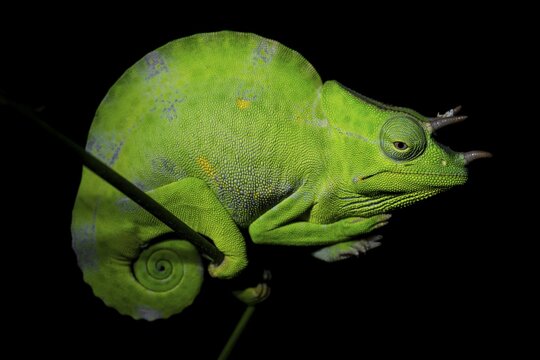 Usambara three-horned chameleon (Trioceros deremensis), chameleon on a branch at night, Amani Nature Forest Reserve, Eastern Usambara Mountains, Tanga, Tanzania