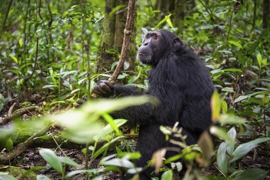 Chimpanzee (Pan Troglodytes), male on the ground, jungle in Kibale National Park, Uganda