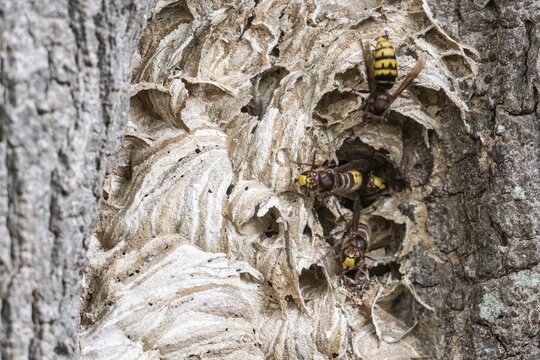 Hornissen (Vespa crabro), Emsland, Lower Saxony, Germany