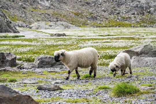 Two Valais Blacknose sheep (Ovis gmelini aries), in meadow with flowering white cotton grass, high alpine mountain valley, Obere Senner Egete, Stubai Alps, near Ridnaun, South Tyrol, Italy