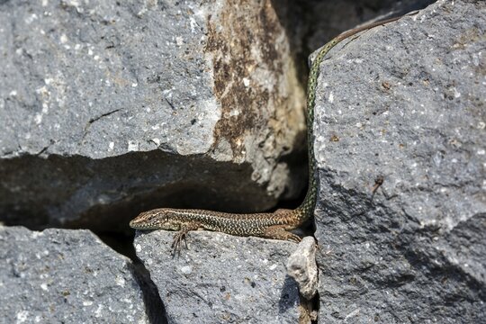 Madeira lizard or madeiran wall lizard (Teira dugesii), endemic, Madeira Island, Portugal