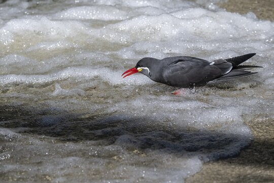 Inca tern (Larosterna inka), captive, Germany