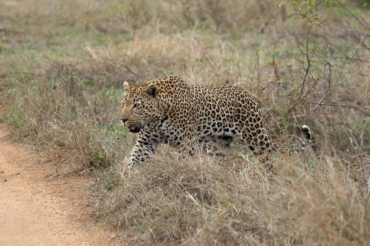 Leopard (Panthera pardus), adult, running, Sabi Sand Game Reserve, Kruger National Park, South Africa