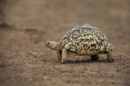 Leopard tortoise (Testudo pardalis), adult, walking, foraging, Kruger National Park, South Africa