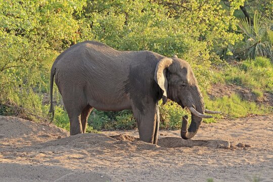 African elephant (Loxodonta africana), adult, on riverbed, water foraging, drinking, digging, foraging, Kruger National Park, South Africa
