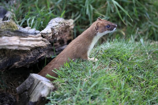 Ermine (Mustela erminea), Greater Weasel, stoat, adult, alert, Surrey, England, Great Britain