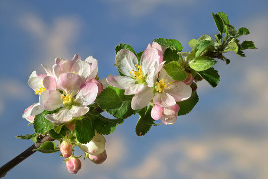 Apfelbl&uuml;ten
