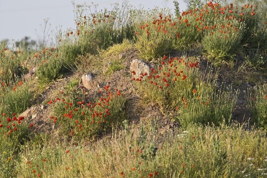 Poppy flowers (Papaver rhoeas) at a gravel pit, Baden-W&uuml;rttemberg, Germany