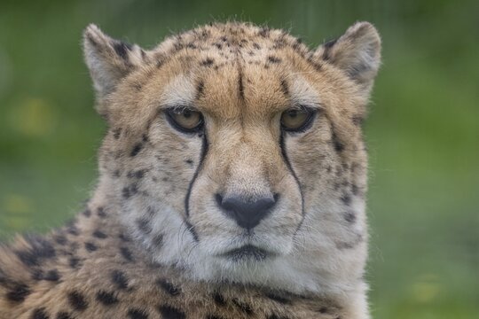 Cheetah (Acinonyx jubatus) captive, Zoo, Wilhelma, Stuttgart, Baden-W&uuml;rttemberg, Germany