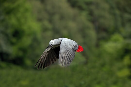 Grey parrot (Psittacus erithacus timneh), adult, flying, captive