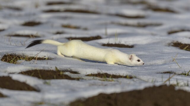 Stoat (Mustela erminea), in a meadow with residual snow, biosphere area, Swabian Alb, Baden-W&uuml;rttemberg, Germany